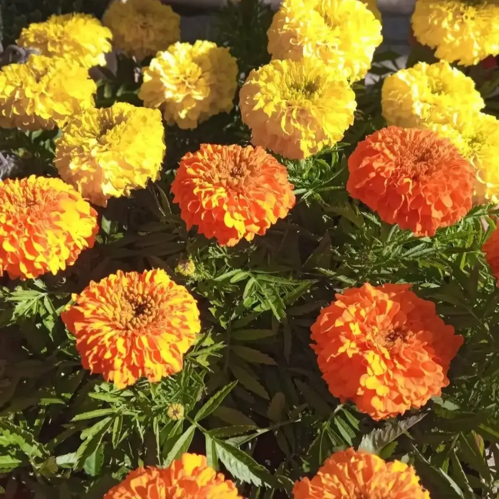 Tagetes erecta "Copetón" plantín
