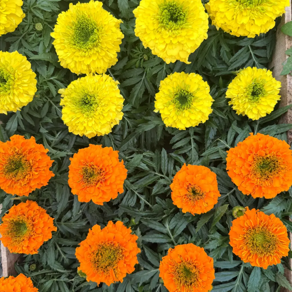 Tagetes erecta "Copetón"