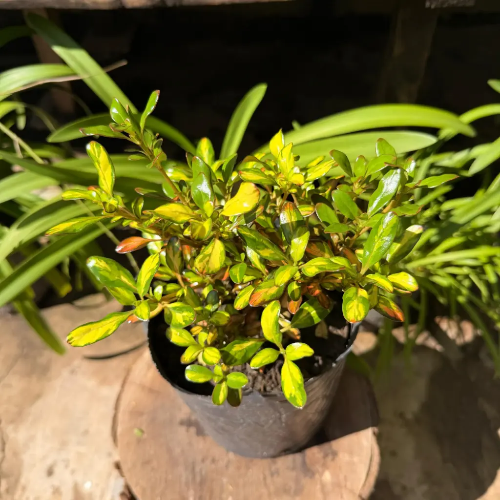 Coprosma repens variegado