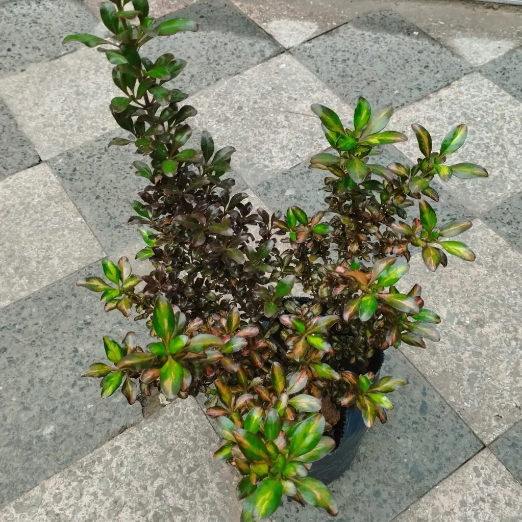 Coprosma repens variegado