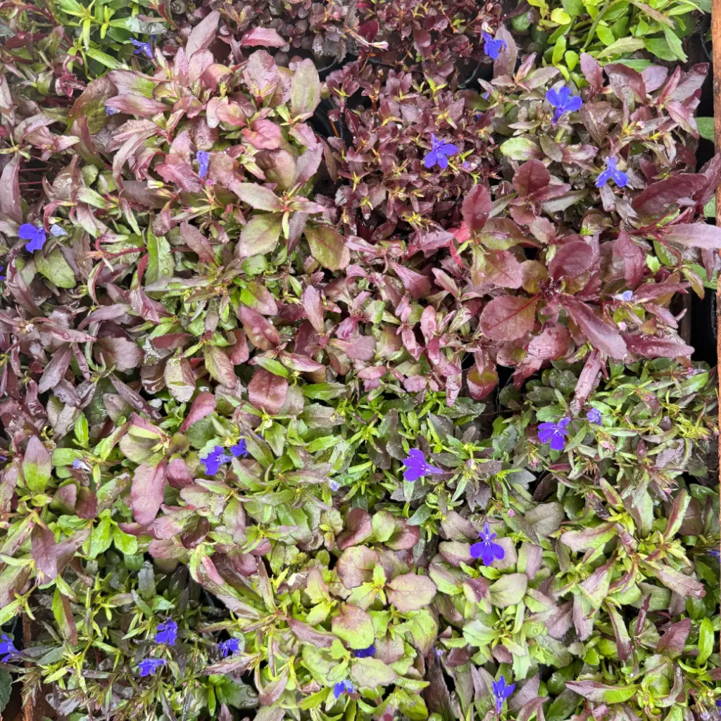 Lobelia erinus