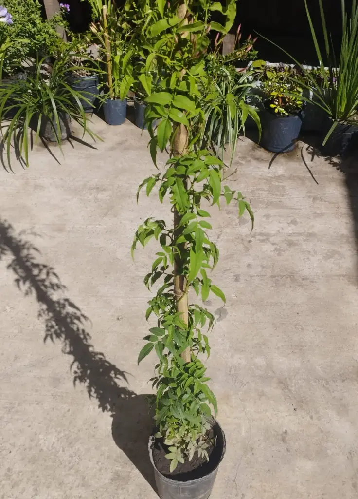 Jasminum polyanthum "Jazmín chino"