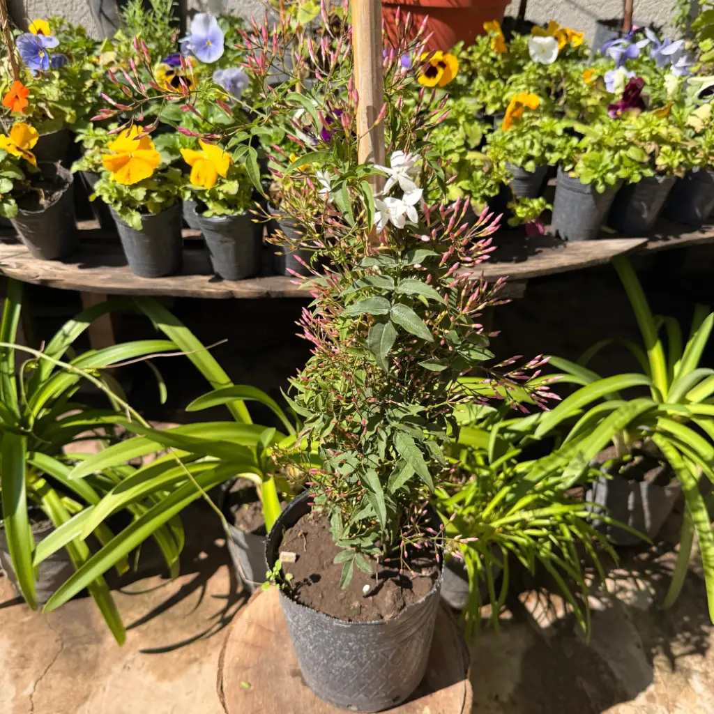 Jasminum polyanthum "Jazmin chino"