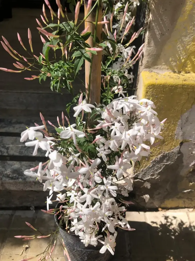Jasminum polyanthum "Jazmin chino"