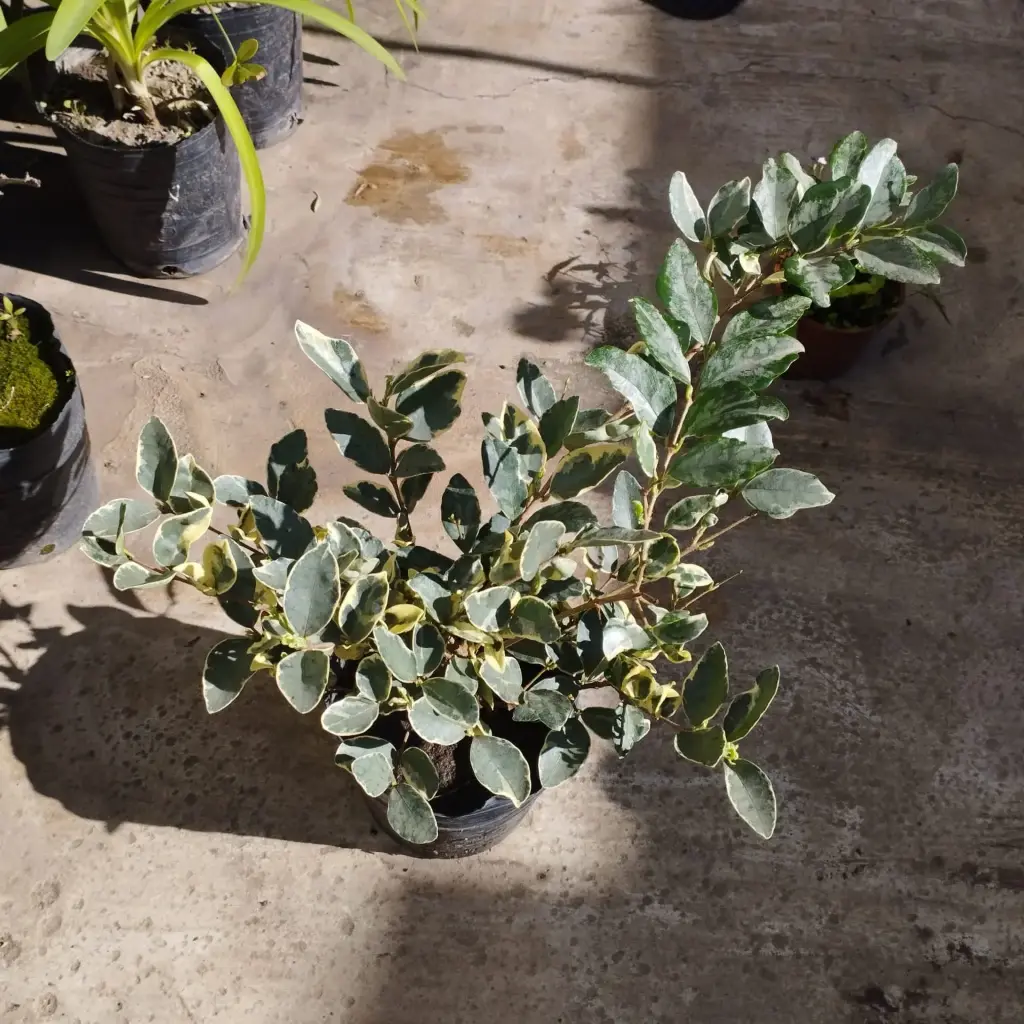 Olea texanum aurea