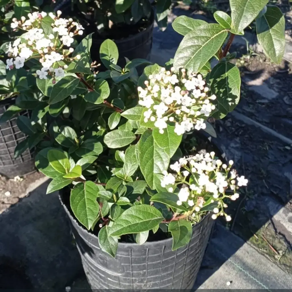 Viburnum tinus "Laurentino compacto" mediano