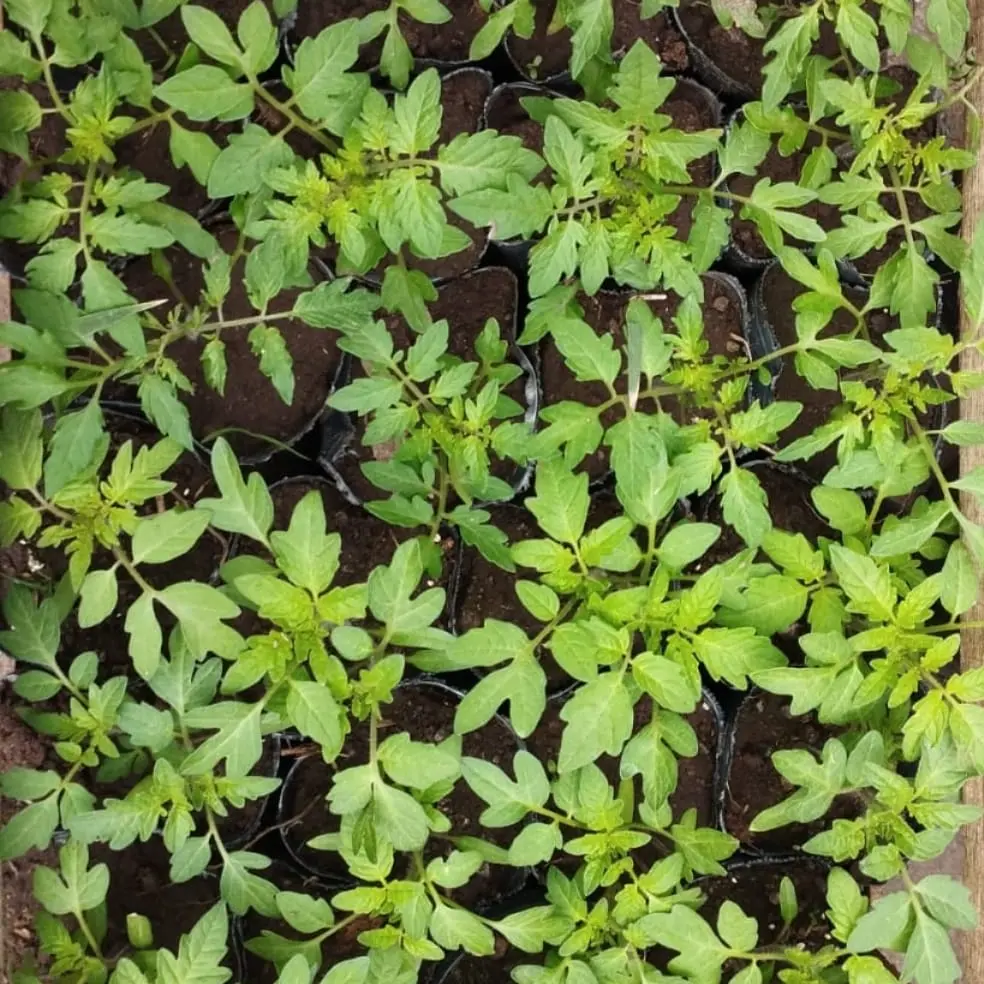 Solanum Lycopersicum "Tomate platense" Plantín Huerta