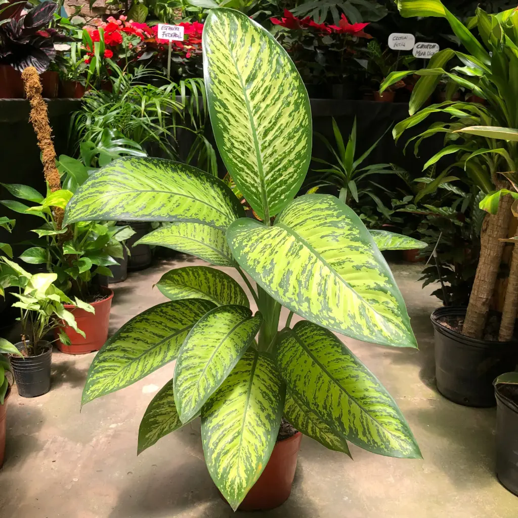Dieffenbachia Amoena "Tropic" grande