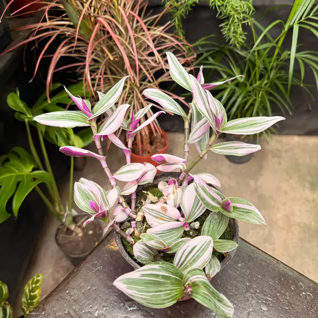 Tradescantia cerinthoides nanouk "Tradescantia Rosada" mediana