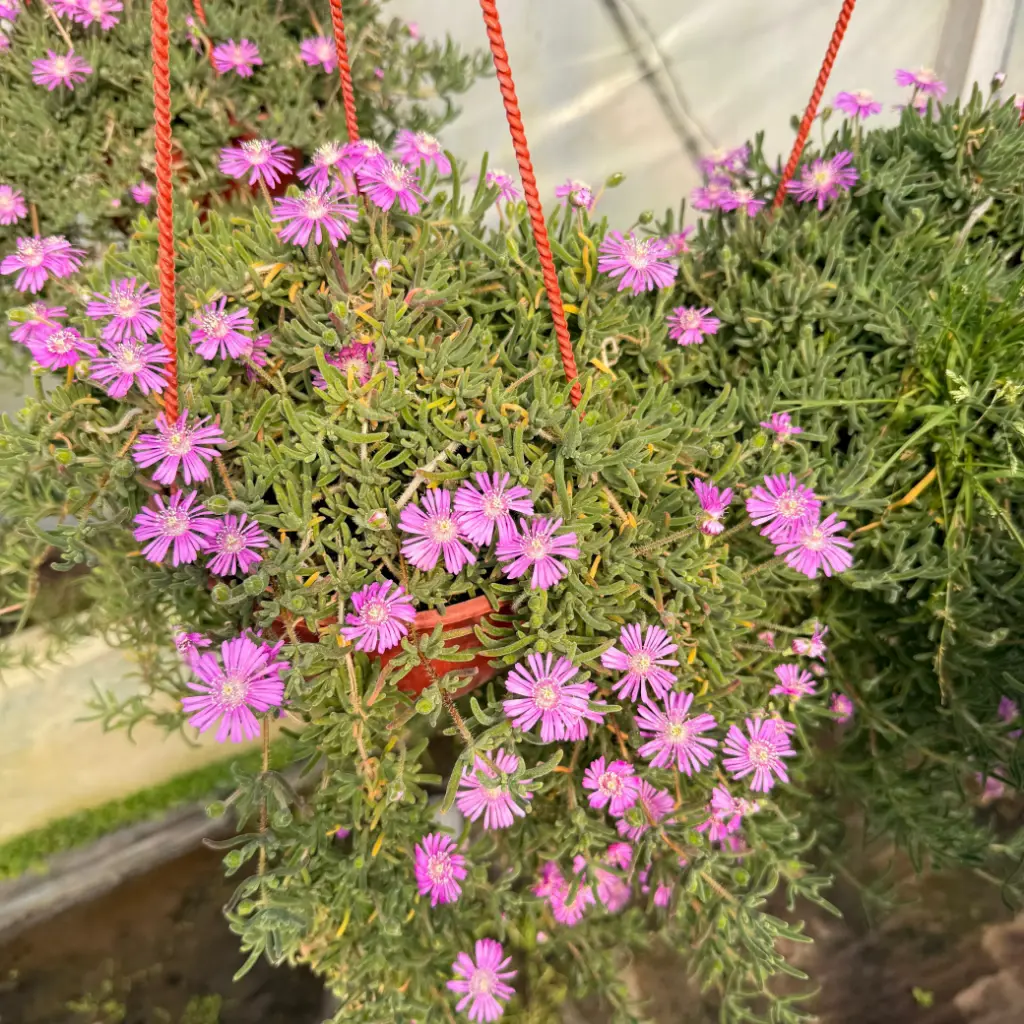Drosanthemum floribundum "Manto de la Virgen" colgante