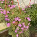 Drosanthemum floribundum "Manto de la Virgen" colgante