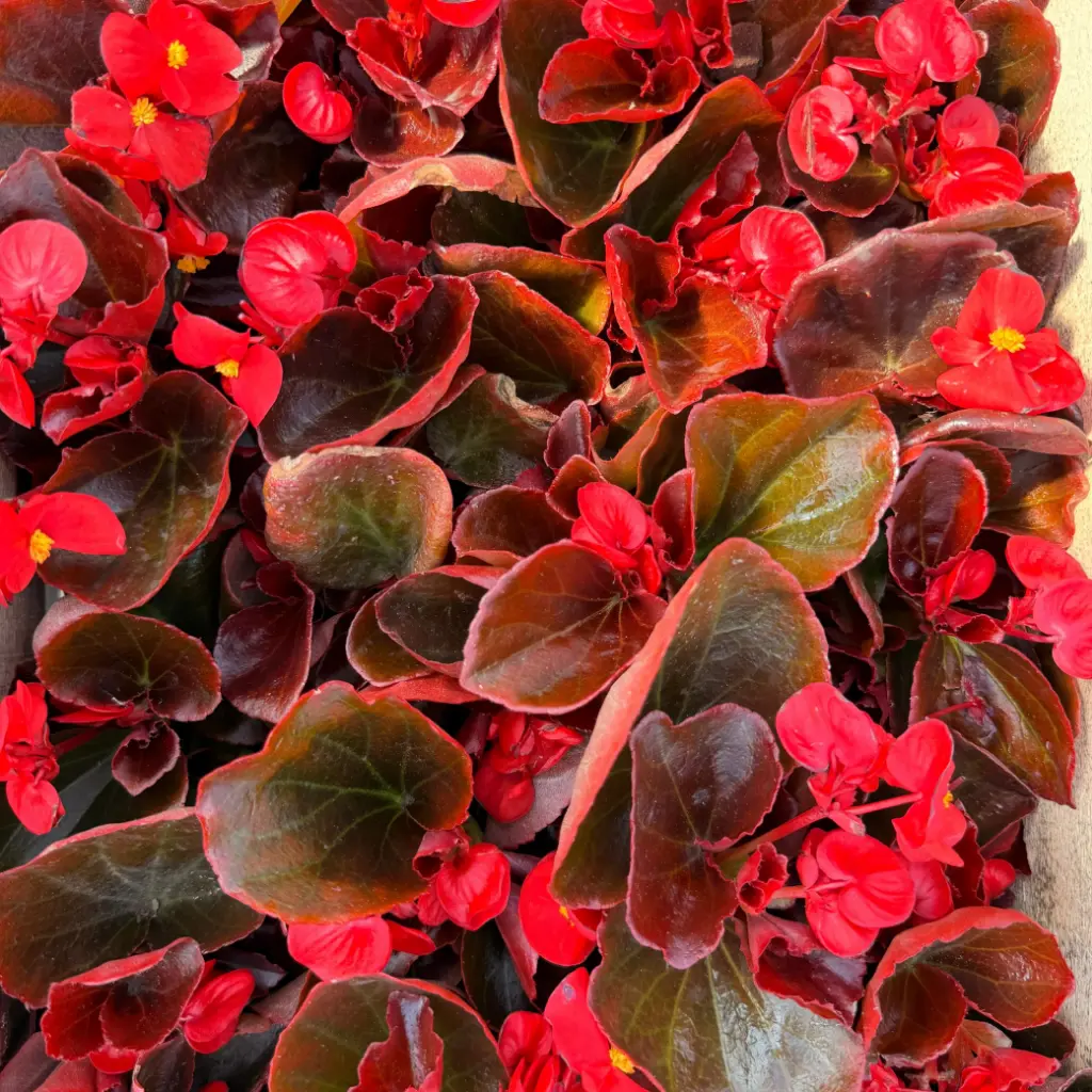 Begonia semperflorens "Flor de azúcar" Plantín