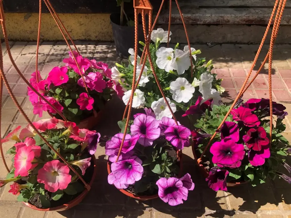 Petunia x hybrida "Petunia" colgante