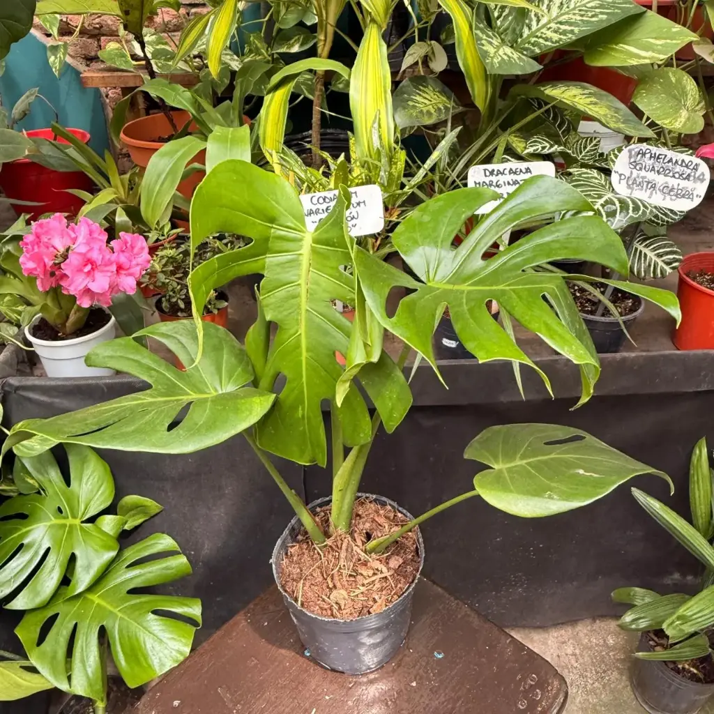Philodendro Monstera Deliciosa chico
