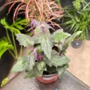 Gynura sarmentosa