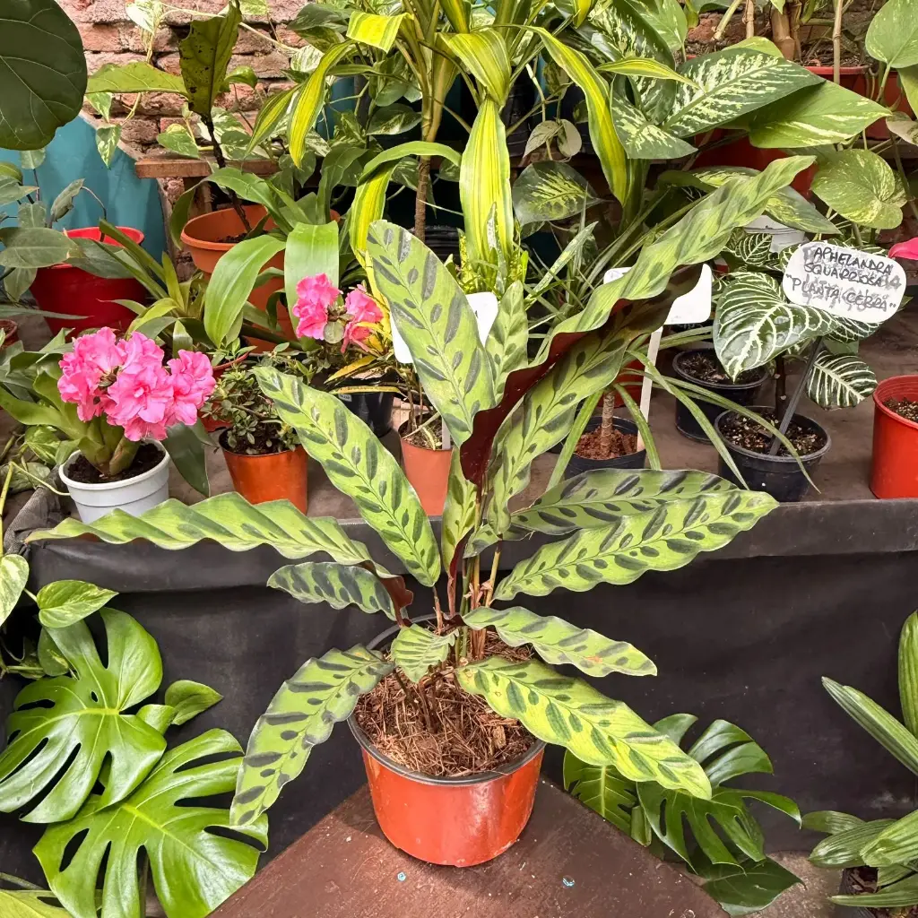 Calathea Lancifolia Mac 13