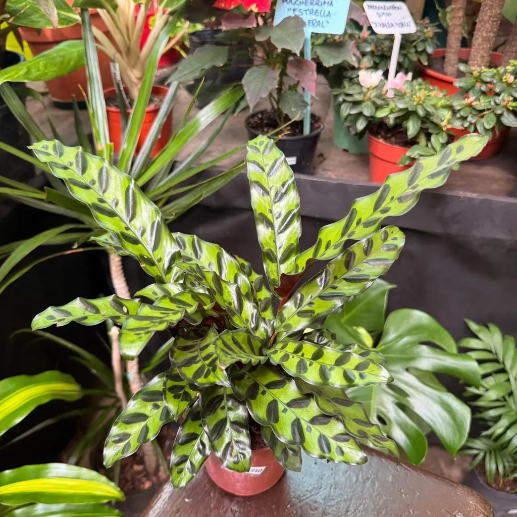Calathea Lancifolia