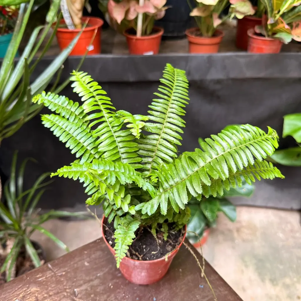 Nephrolepis obliterata "Helecho chester"  chico