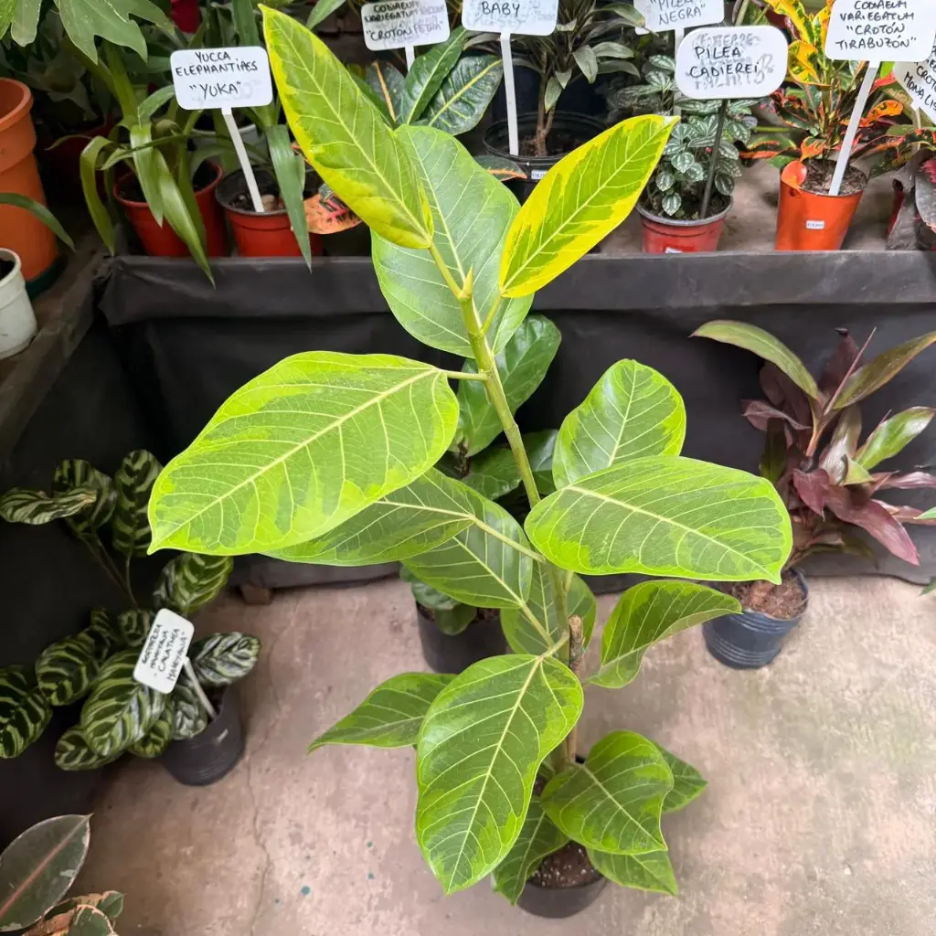 Ficus Elástica "Gomero Altissima"