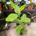 Ficus Elástica "Gomero Altissima"