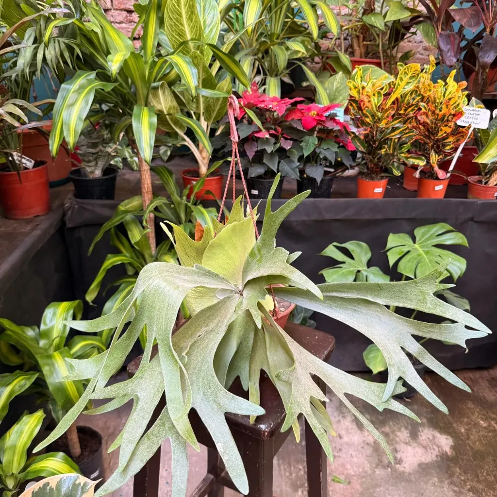 Platycerium bifurcatum "Cuerno de Alce" chico