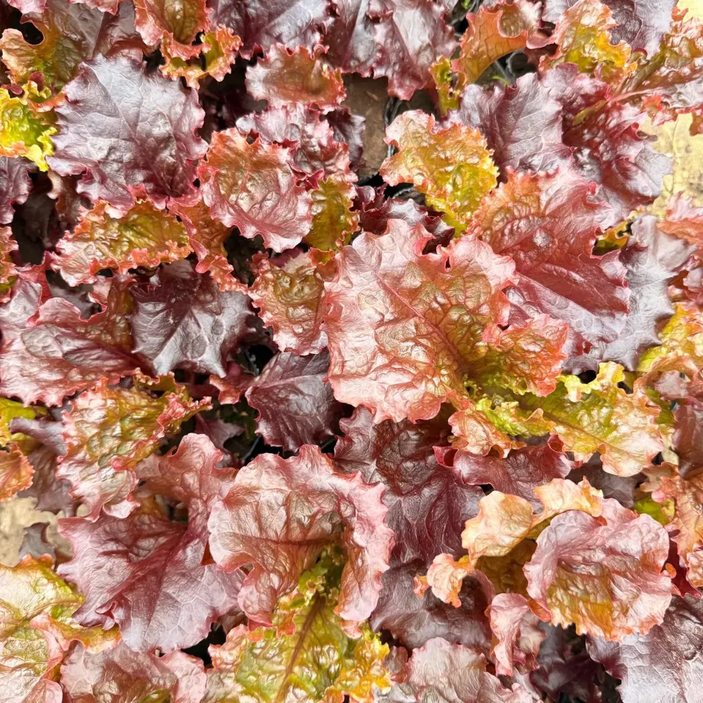 Lactuca sativa morada "Lechuga morada"