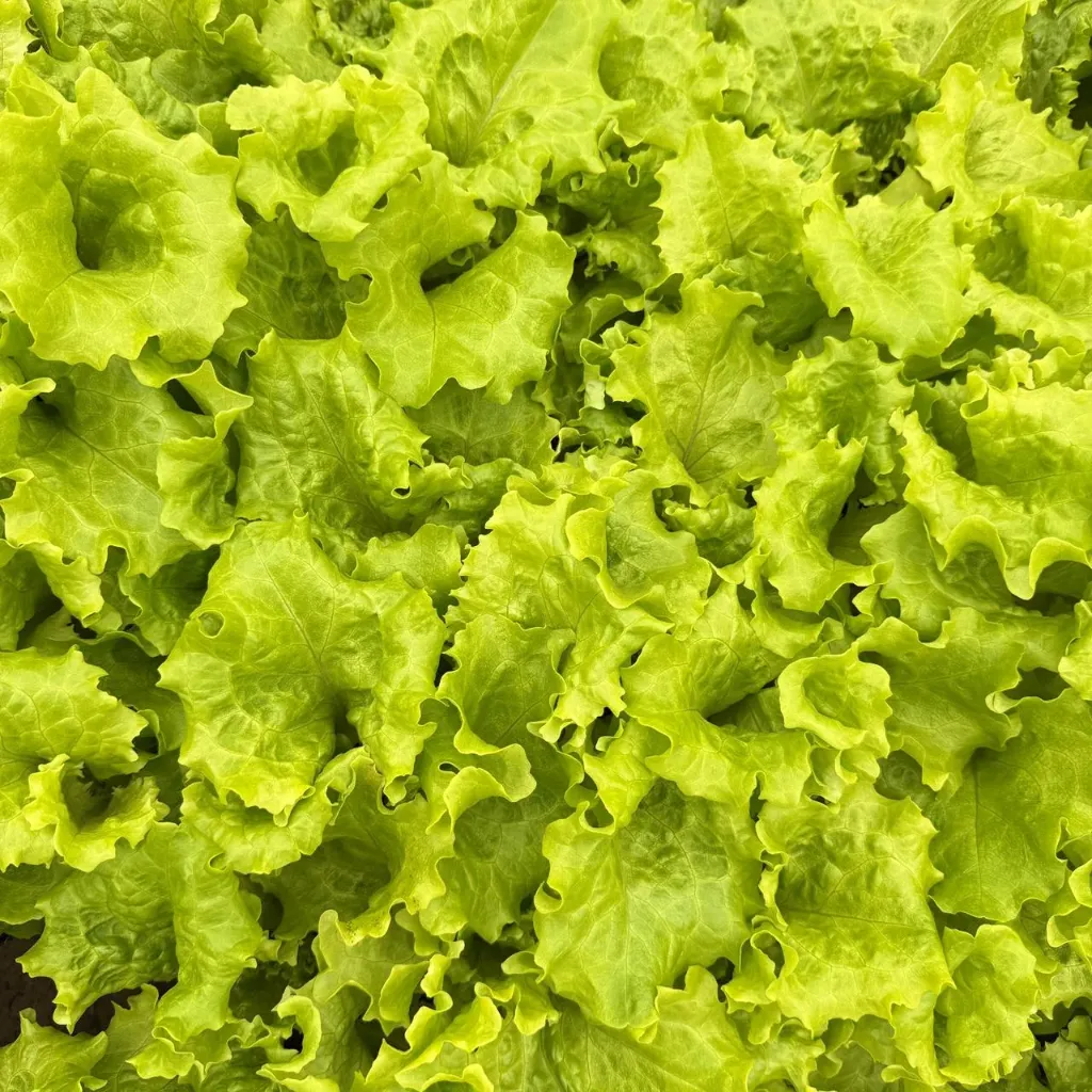 Lactuca sativa var. longifolia "Lechuga crespa"