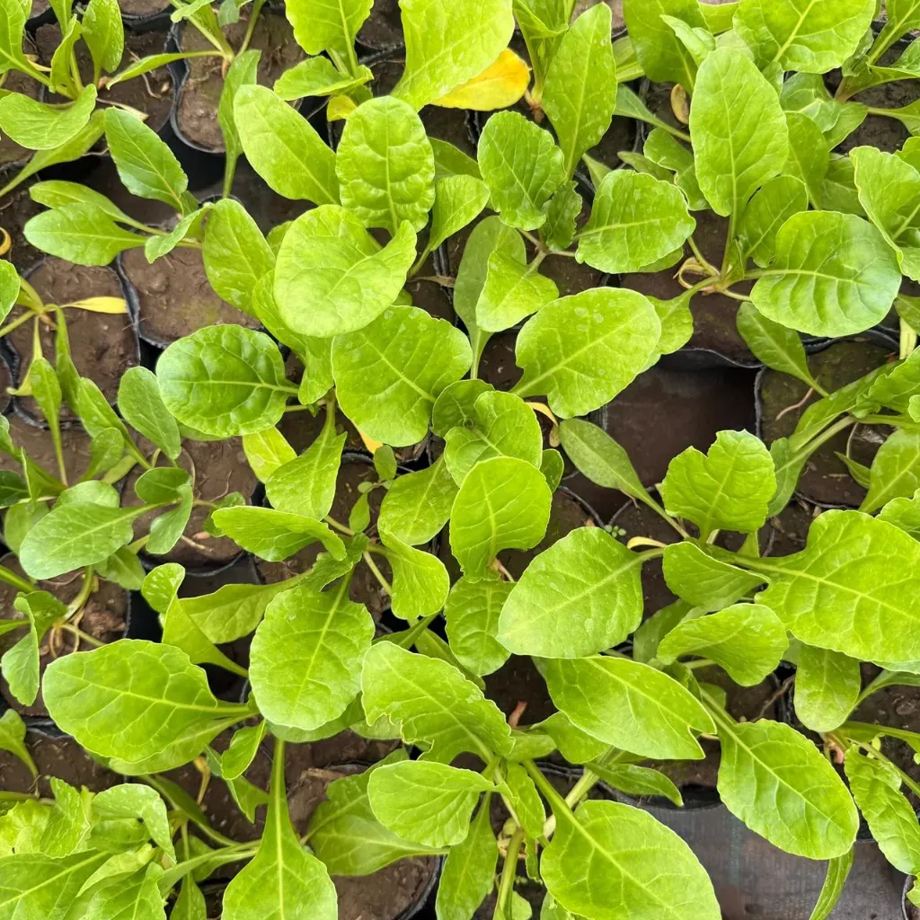 Beta vulgaris var. cicla "Acelga"