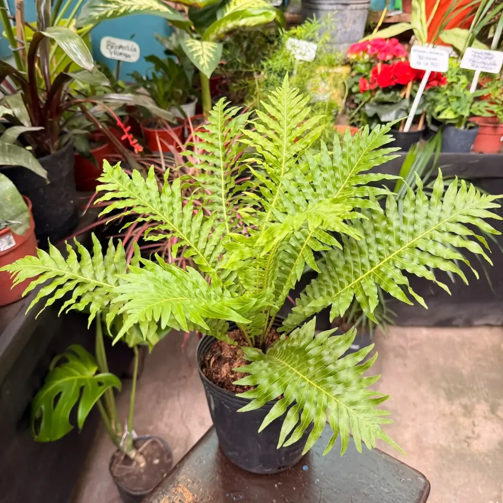 Asplenium nidus Saporo "Helecho Saporo" 