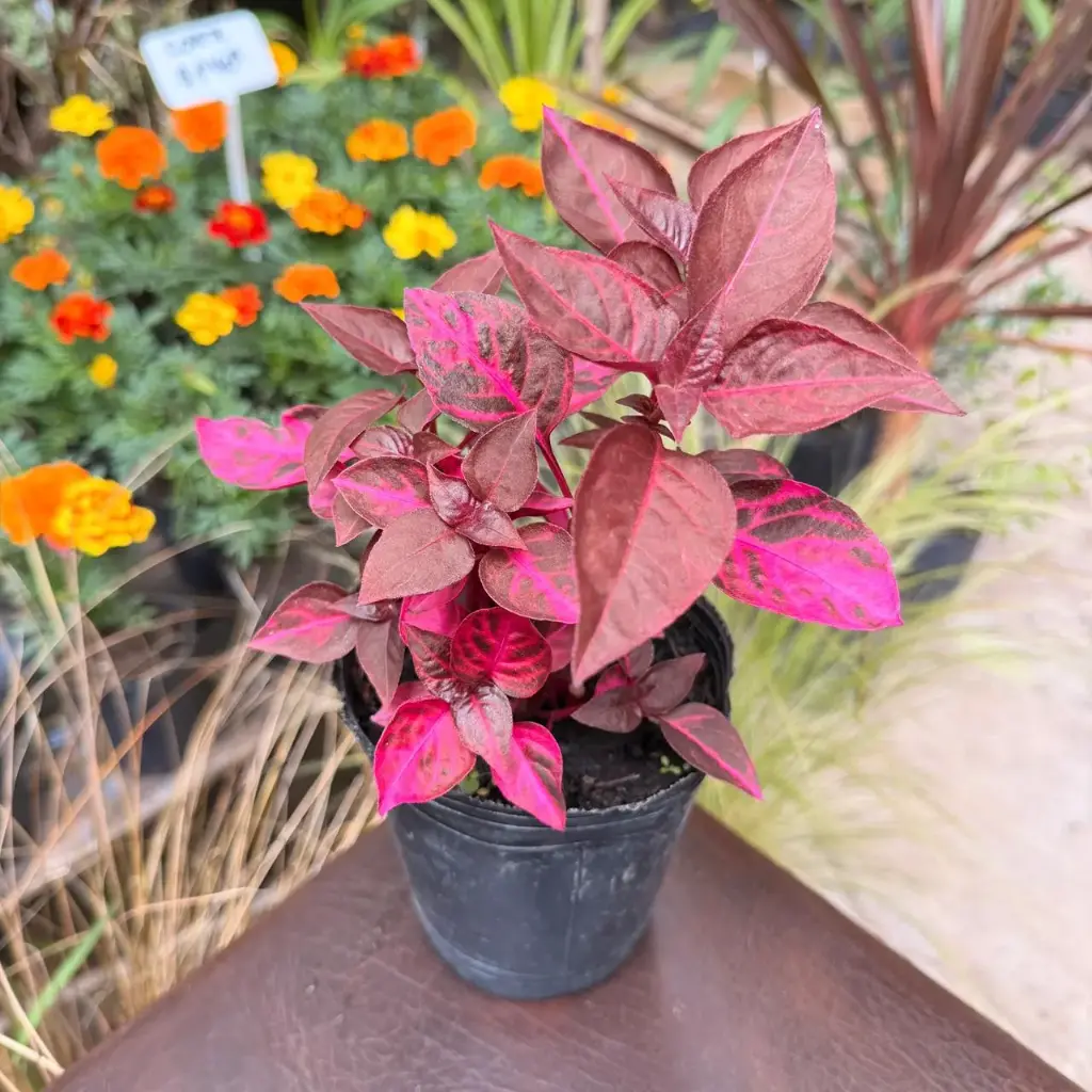 Iresine herbstii "Hojas de sangre"