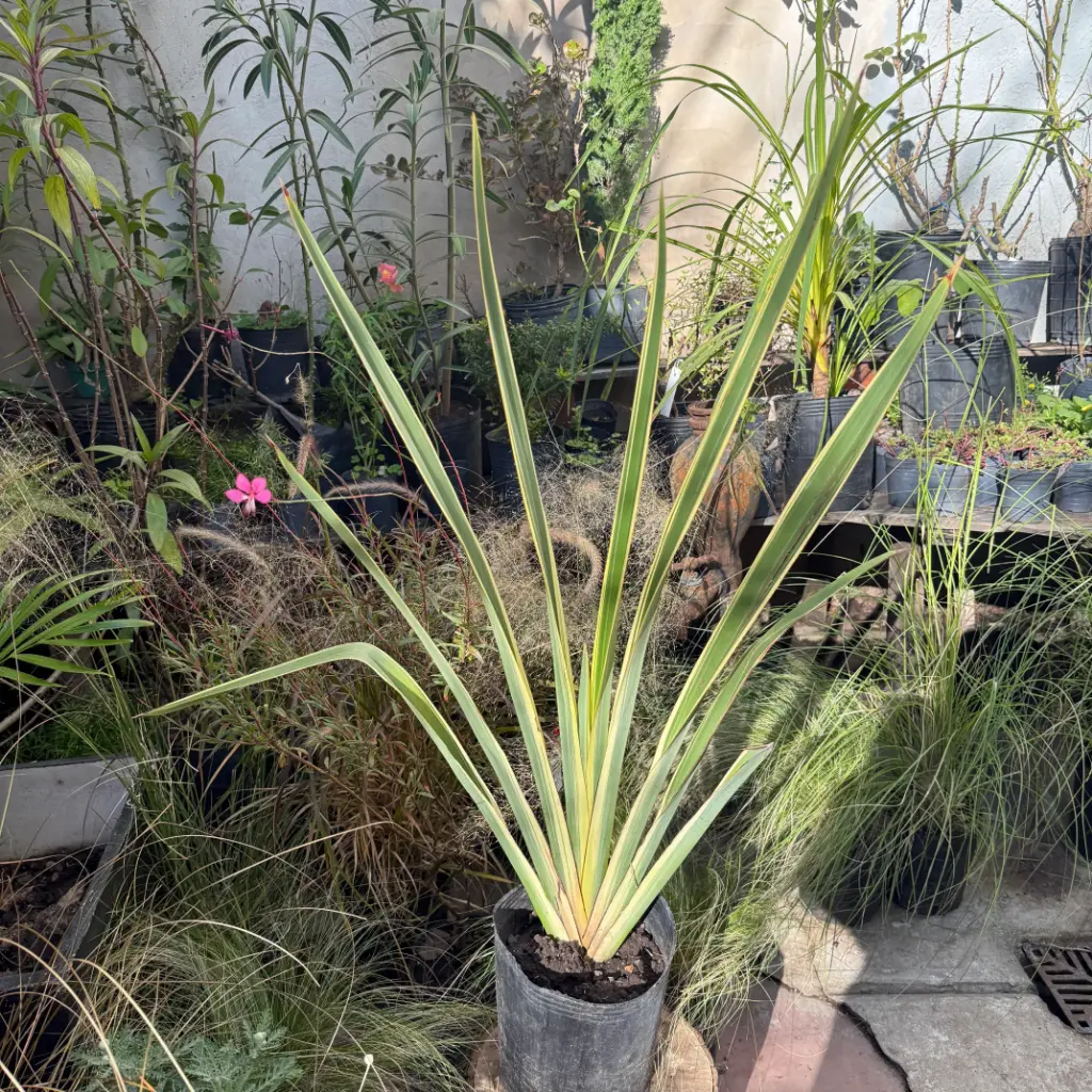 Phormium tenax 'Variegatum' "Formio variegado"10 L 