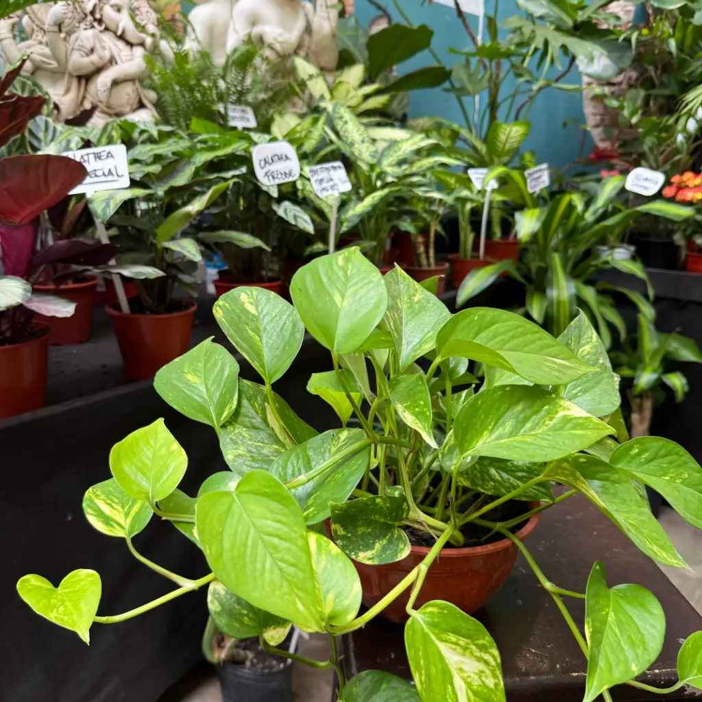 Epipremnum aureum "Potus" colgante corto verde