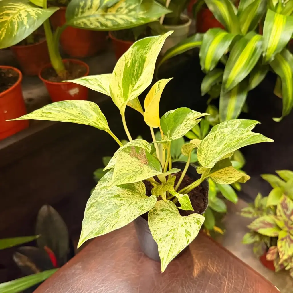 Epipremnum aureum "Potus marmolado" plantín