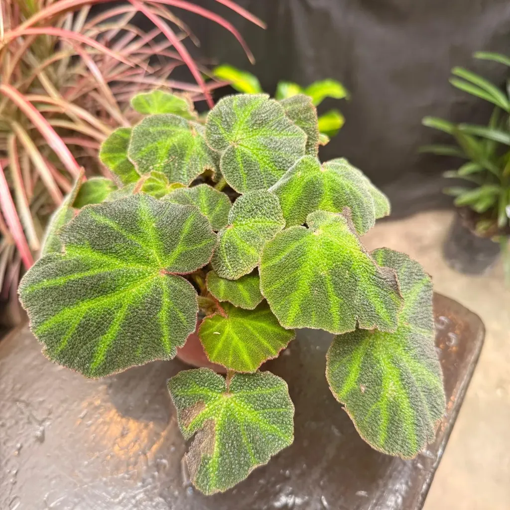 Begonia solimutata "Begonia piel de sapo"
