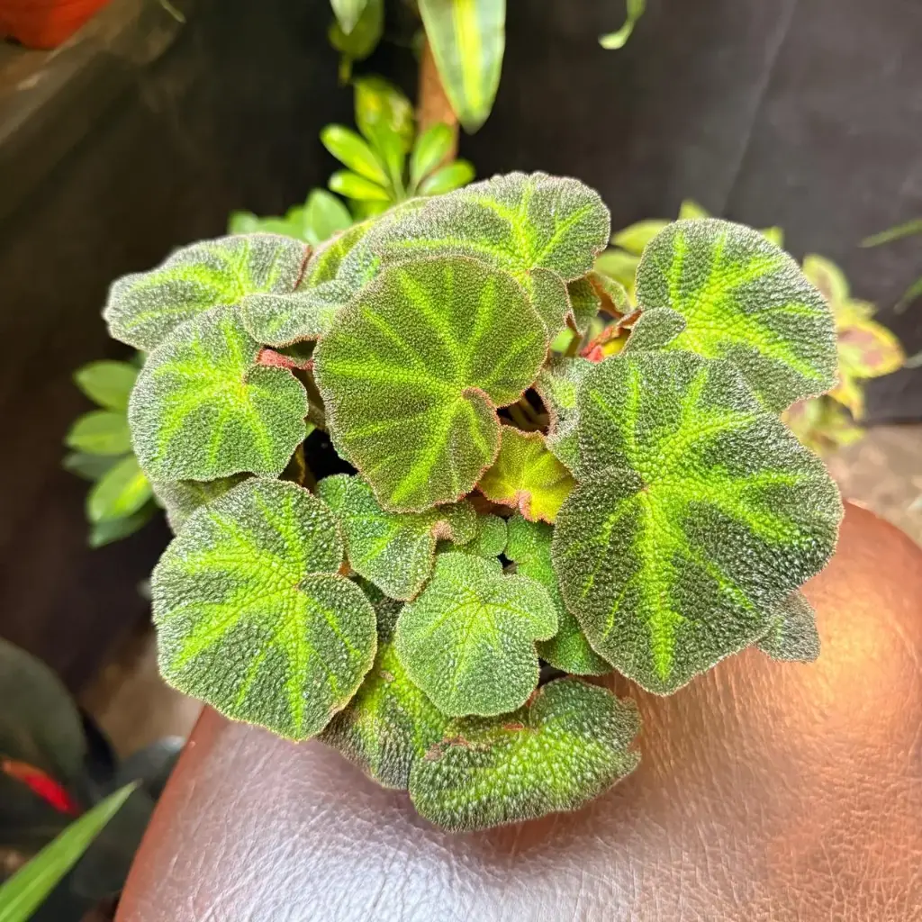 Begonia solimutata "Begonia piel de sapo"