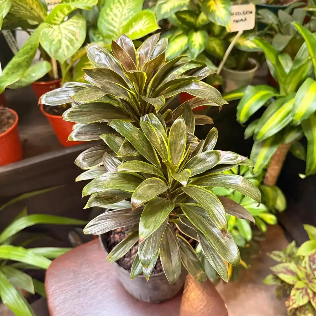 Dracaena Baby rubra mediano
