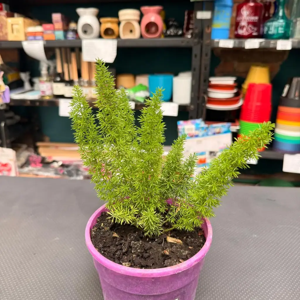 Asparagus densiflorus "Helecho cola de zorro"