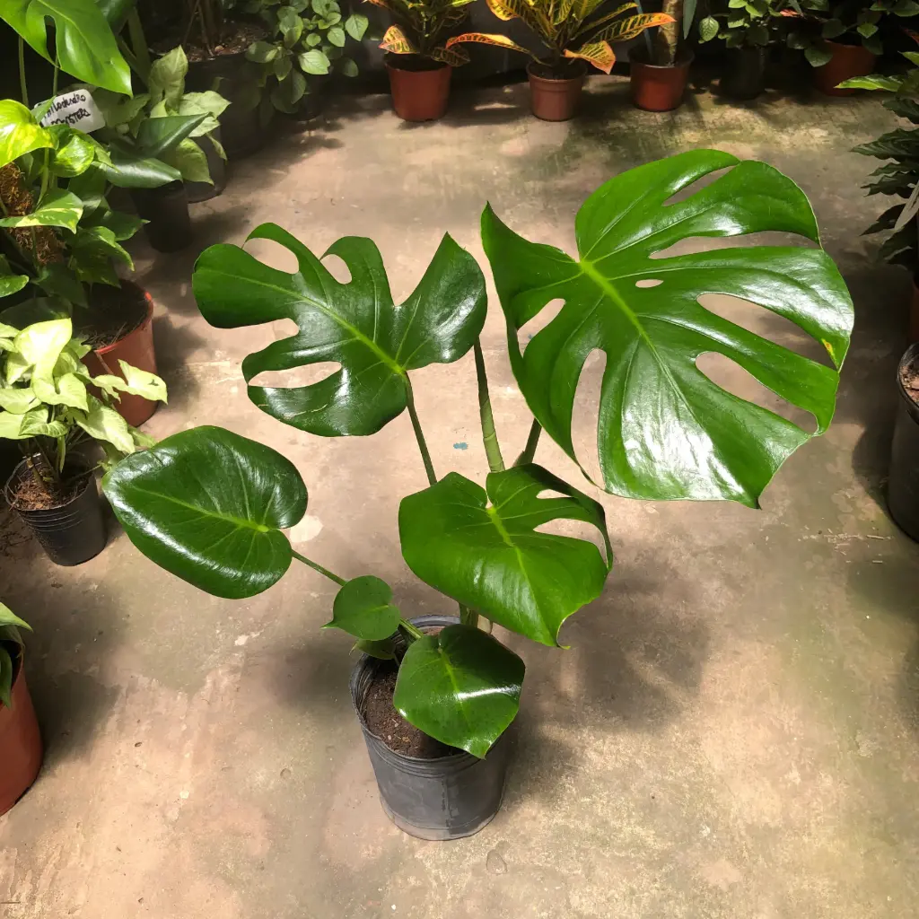 Philodendro Monstera Deliciosa mediana tutor