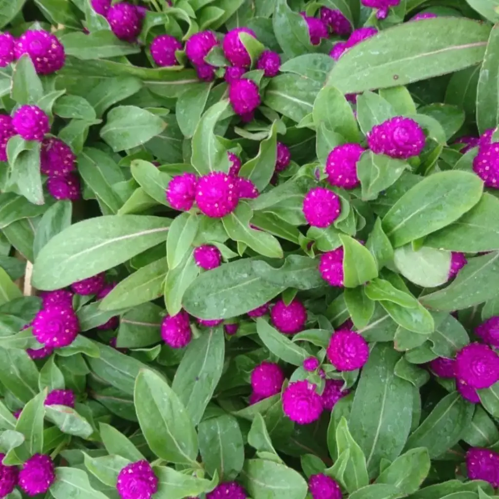 Gomphrena globosa "Gonfrena"
