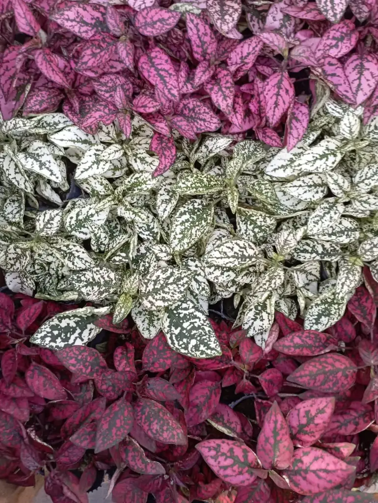 Hypoestes phyllostachya "Paleta de pintor" plantín