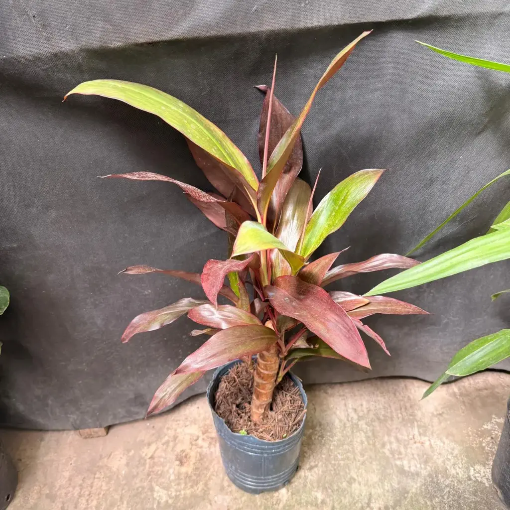 Dracaena cordyline rubra 3lts
