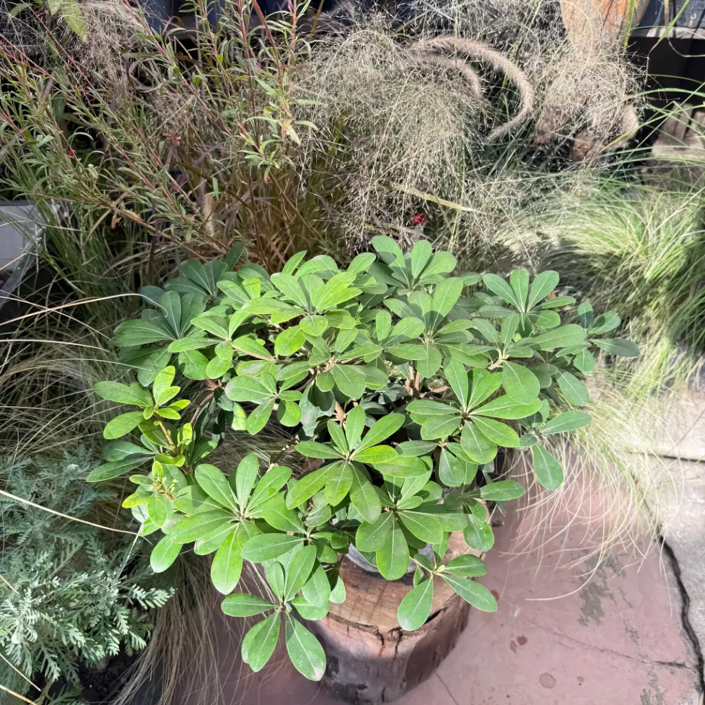 Pittosporum "Azarero verde" chico