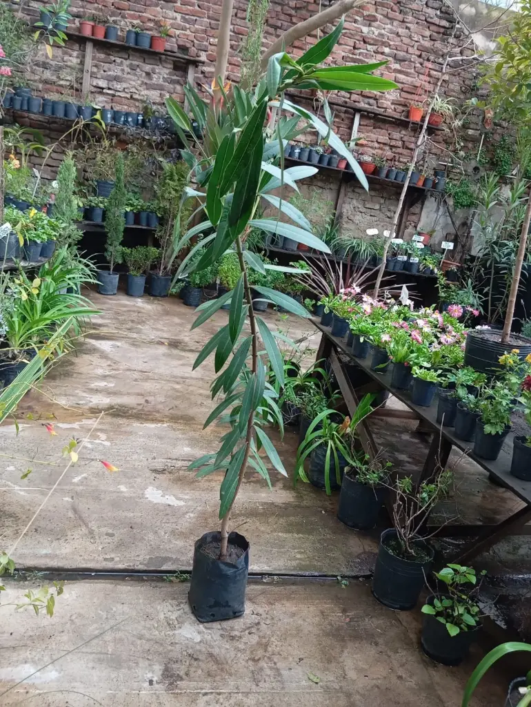 Nerium oleander "Laurel de jardín" Mac 3 litros