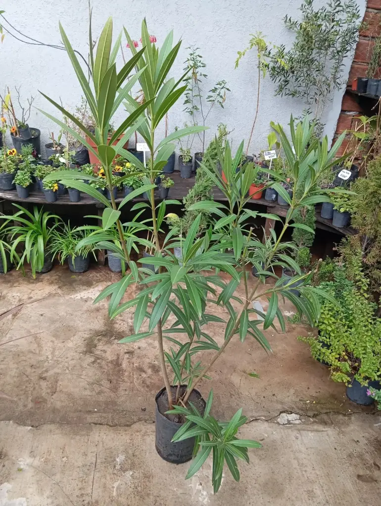 Nerium oleander "Laurel de jardín" grande