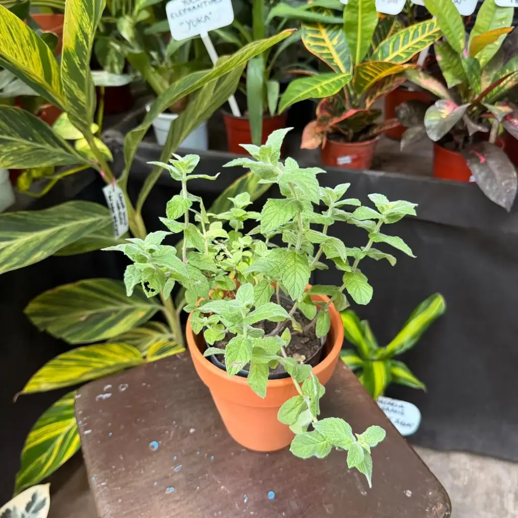 Minthostachys verticillata "Menta peperina" plantín arómatica