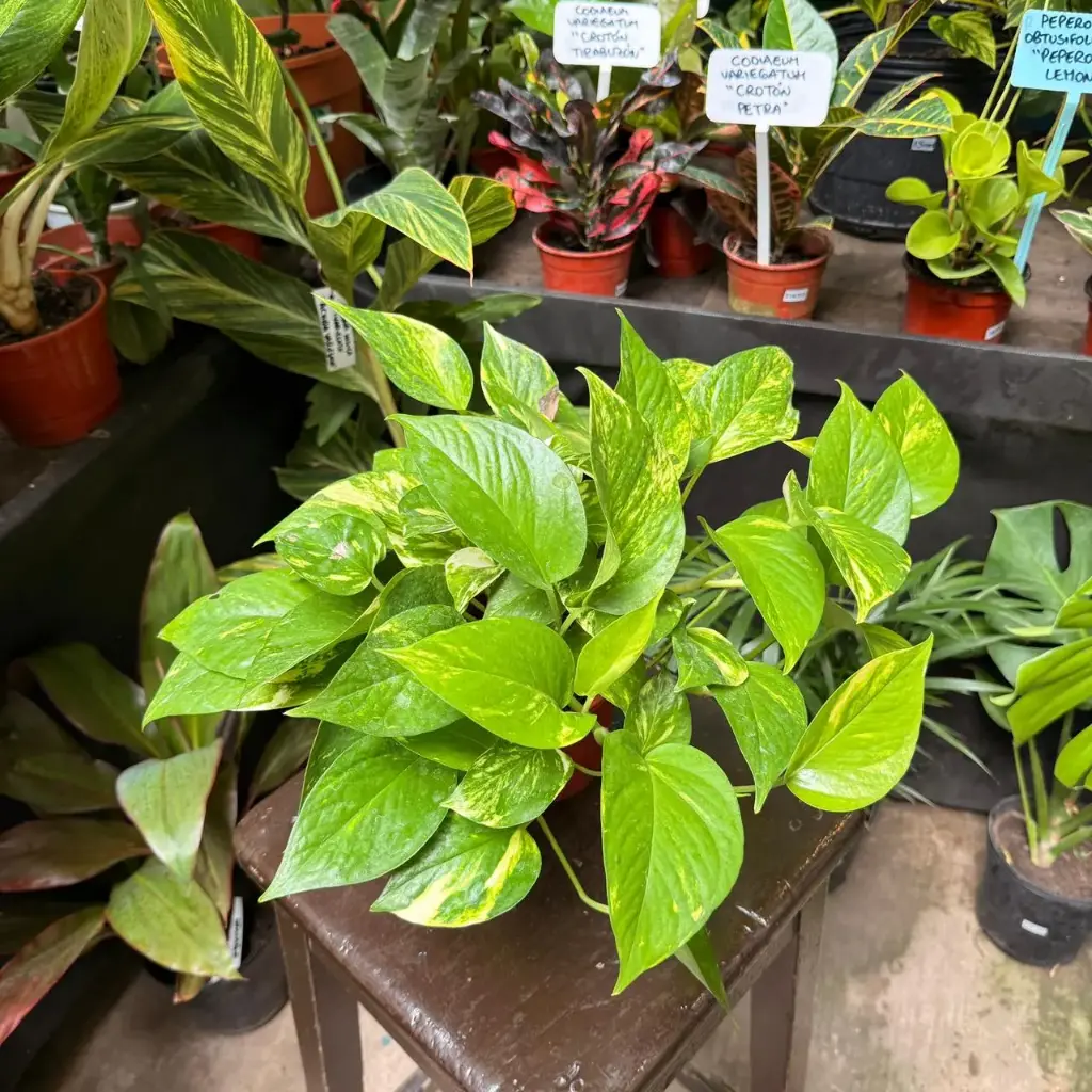 Epipremnum aureum "Potus" mediano