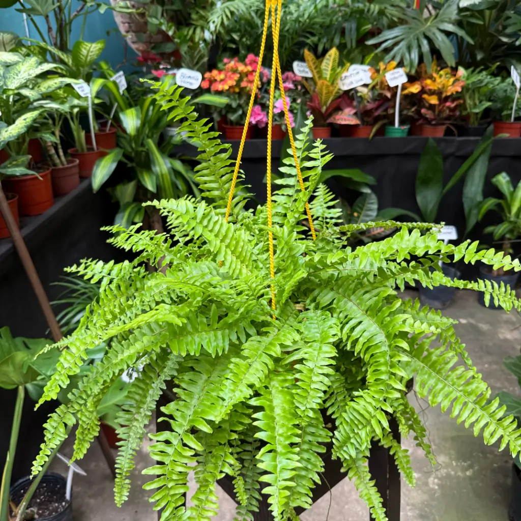 Nephrolepis cordifolia "Helecho serrucho" colgante