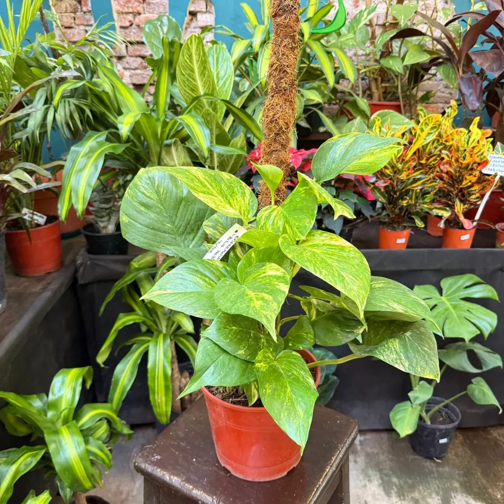 Epipremnum aureum "Potus de hoja gigante"