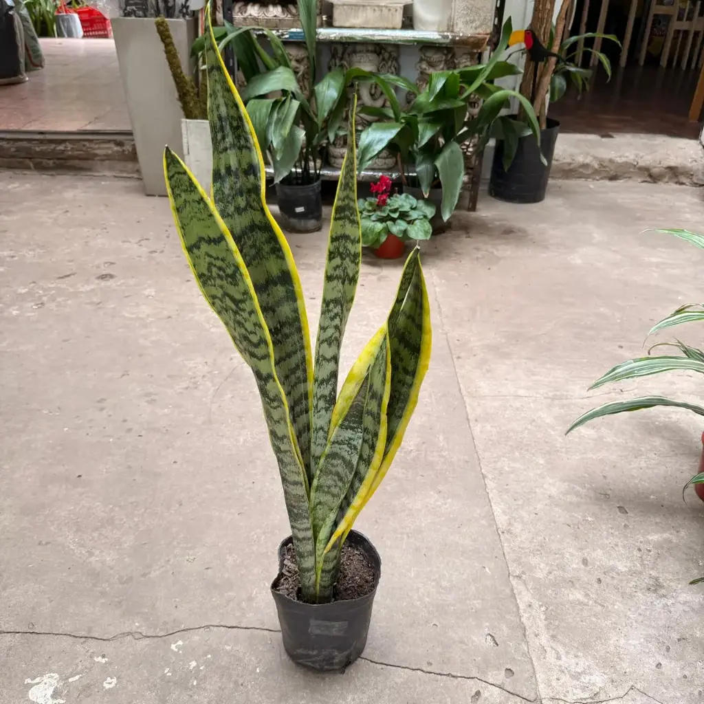 Dracaena trifasciata "Sansevieria" mediano