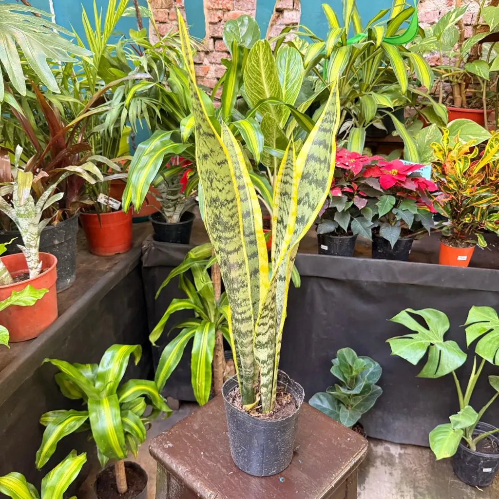Dracaena trifasciata "Sansevieria" mediano
